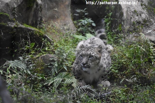 ２０１５年１０月　多摩動物公園　その２_a0052986_7373516.jpg