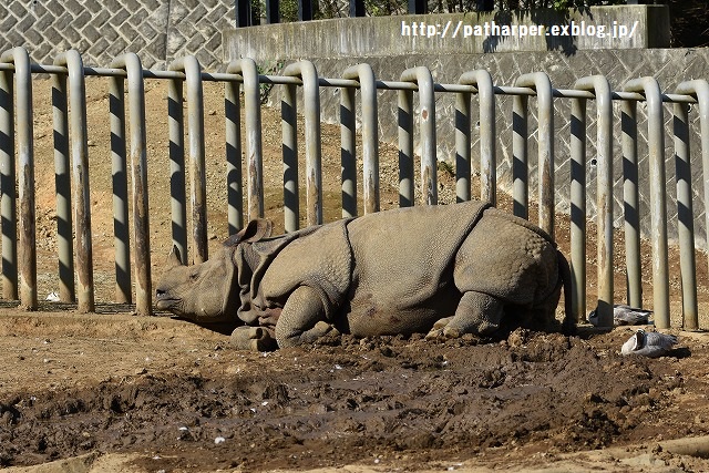 ２０１５年１０月　多摩動物公園　その２_a0052986_7494496.jpg