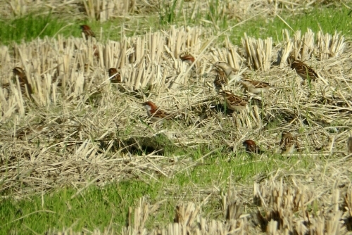 2015年11月24日撮影(ﾆｭｳﾅｲｽｽﾞﾒ♂♀他)_e0357387_04495790.jpg