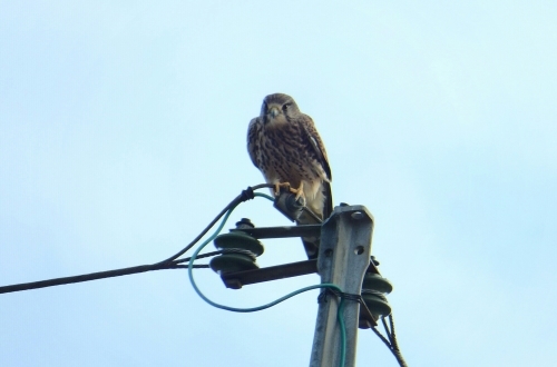 2015年11月24日撮影(ﾁｮｳｹﾞﾝﾎﾞｳ♀)_e0357387_04581187.jpg