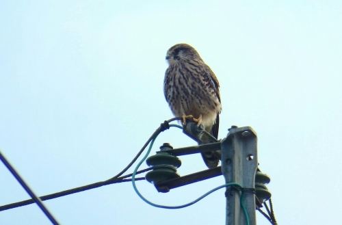 2015年11月24日撮影(ﾁｮｳｹﾞﾝﾎﾞｳ♀)_e0357387_04584703.jpg