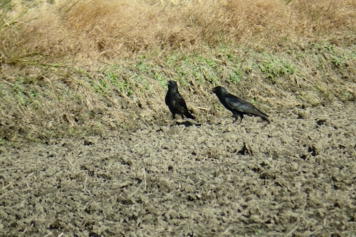 e0357387_09275800.jpg