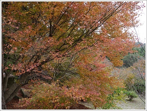 国東半島へ紅葉狩り その2 両子寺_b0175688_22152634.jpg