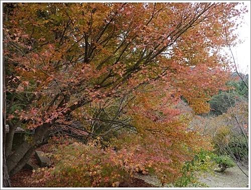 国東半島へ紅葉狩り　その２　両子寺_b0175688_22152634.jpg