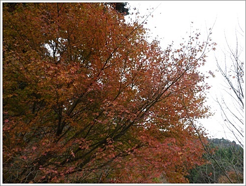 国東半島へ紅葉狩り　その２　両子寺_b0175688_22153028.jpg