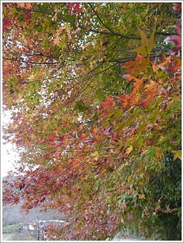 国東半島へ紅葉狩り　その２　両子寺_b0175688_22153422.jpg