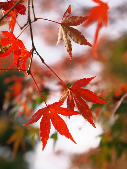 紅葉めぐり2015～嵯峨釈迦堂～(11/21)_d0026589_113699.jpg