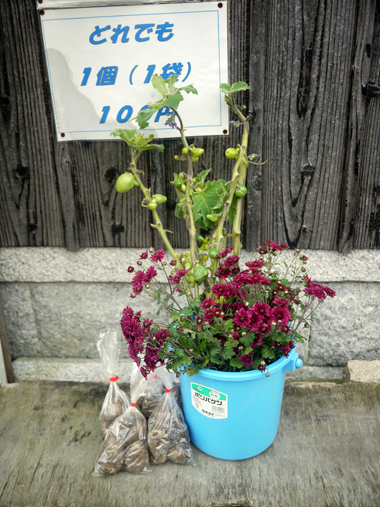 秋の野菜棚にさそわれ遠回り_c0069903_06292018.jpg