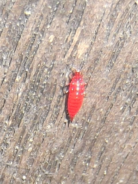 小さくて鮮やかな赤い虫さんを見つけました 昆虫ブログ むし探検広場