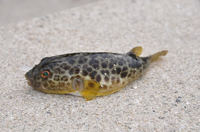 大久野島で、釣りをする～♪_b0143308_21400131.jpg