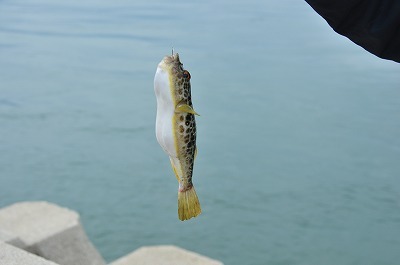 大久野島で、釣りをする～♪_b0143308_21400931.jpg