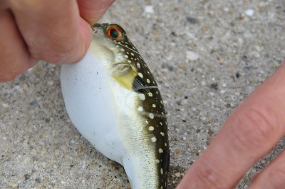 大久野島で、釣りをする～♪_b0143308_21401569.jpg