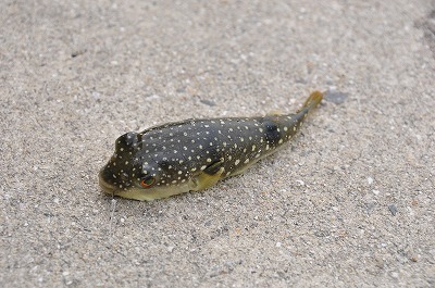 大久野島で、釣りをする～♪_b0143308_21402111.jpg