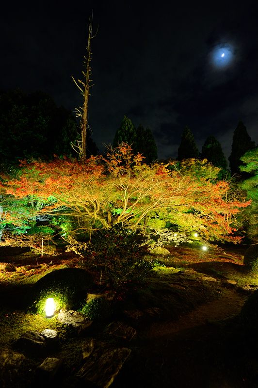 2015京都の紅葉・東山　御寺泉涌寺別院 雲龍院 　其の二_f0032011_19441386.jpg