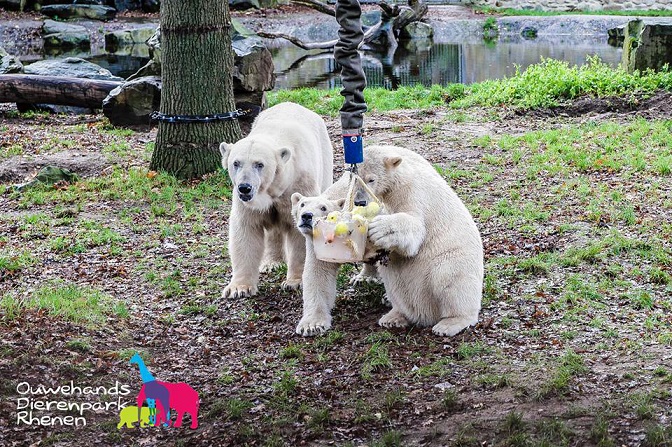 オランダ・レネン、アウヴェハンス動物園のアキアクとスラに一歳の誕生祝いのプレゼント_a0151913_21235652.jpg