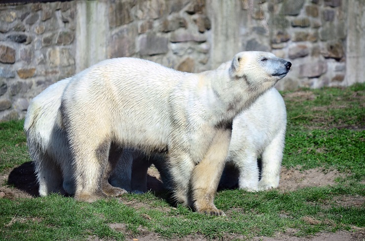 オランダ・レネン、アウヴェハンス動物園のアキアクとスラに一歳の誕生祝いのプレゼント_a0151913_21471150.jpg