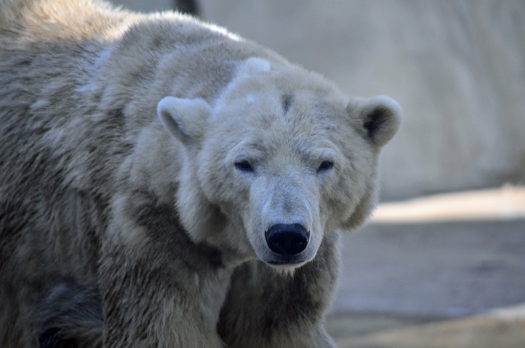 オランダ・レネン、アウヴェハンス動物園のアキアクとスラに一歳の誕生祝いのプレゼント_a0151913_21482783.jpg