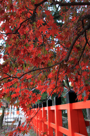 紅葉だより36　上賀茂神社_e0048413_2172687.jpg