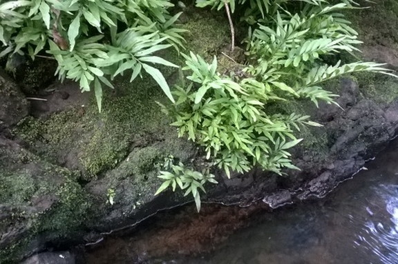 f0189122_13192462.png