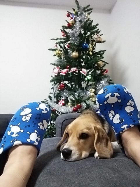 ユニクロ スヌーピースリッパ My Nichi Beagle ユニクロ スヌーピースリッパ My Nichi Beagle
