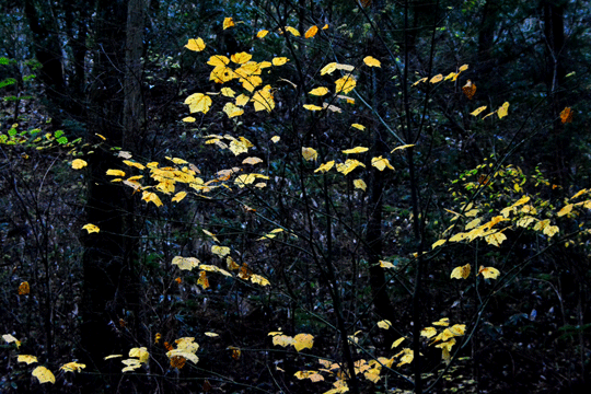 c0093046_820063.gif