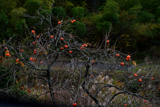 c0093046_8201562.gif