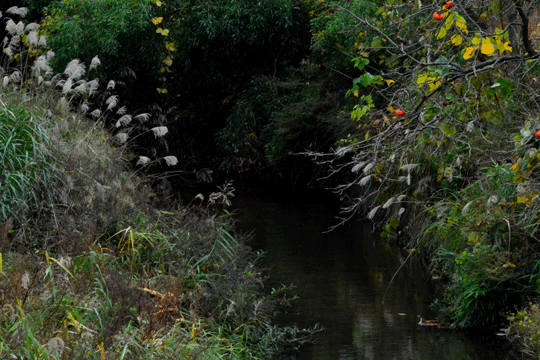 c0093046_8203178.gif