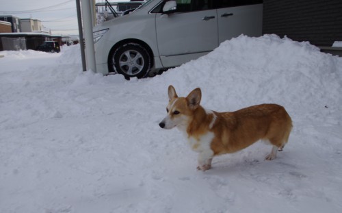 雪の一日_f0045846_924787.jpg