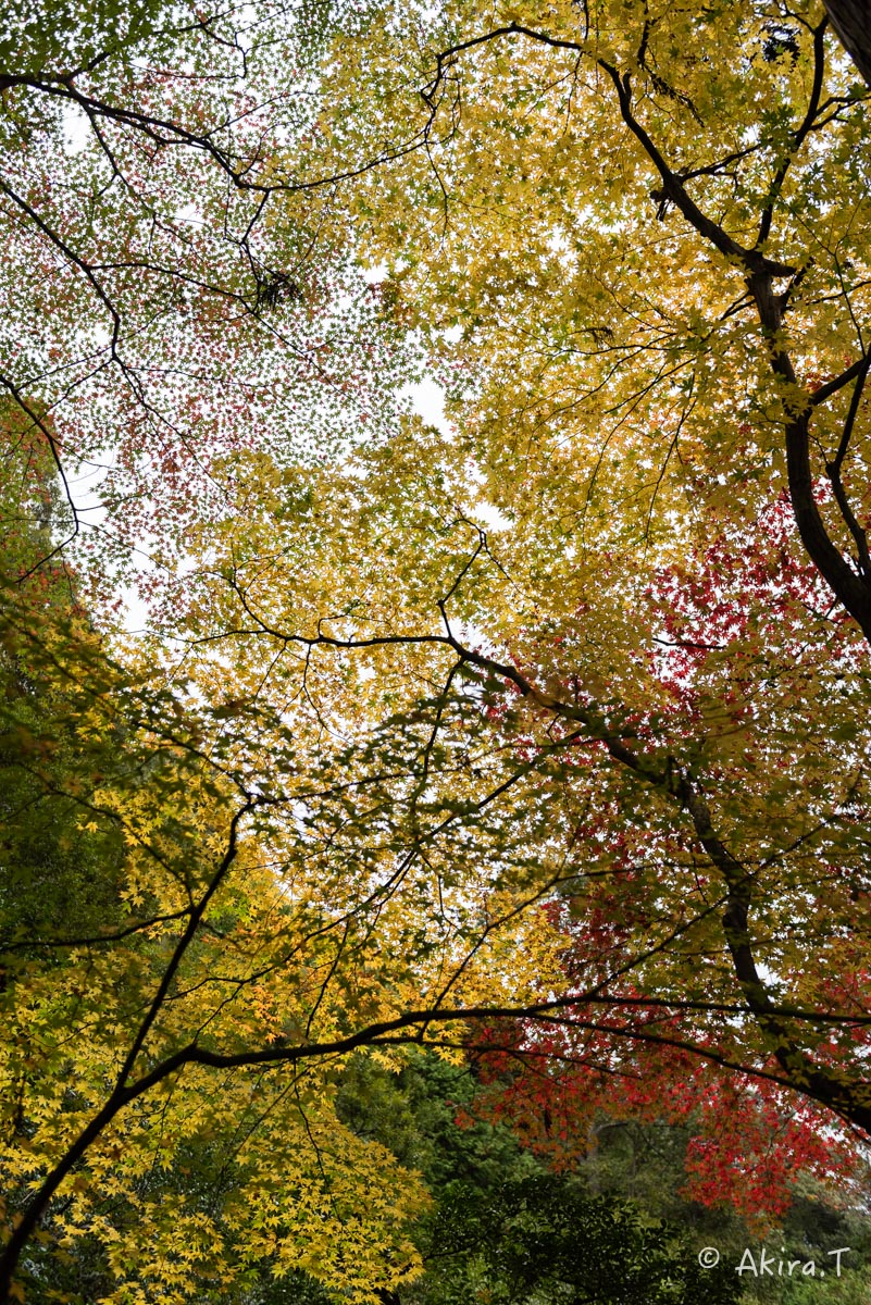 京都・嵯峨野の紅葉 2015 〜護法堂弁財天〜 1_f0152550_2339190.jpg