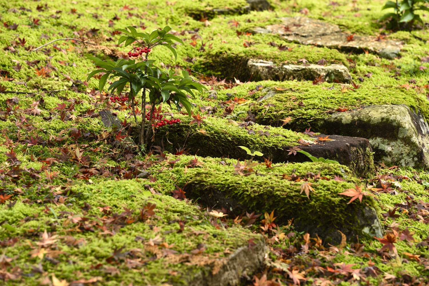 紅葉 Ⅸ 　　　　　　　兵庫県_d0286954_07183973.jpg