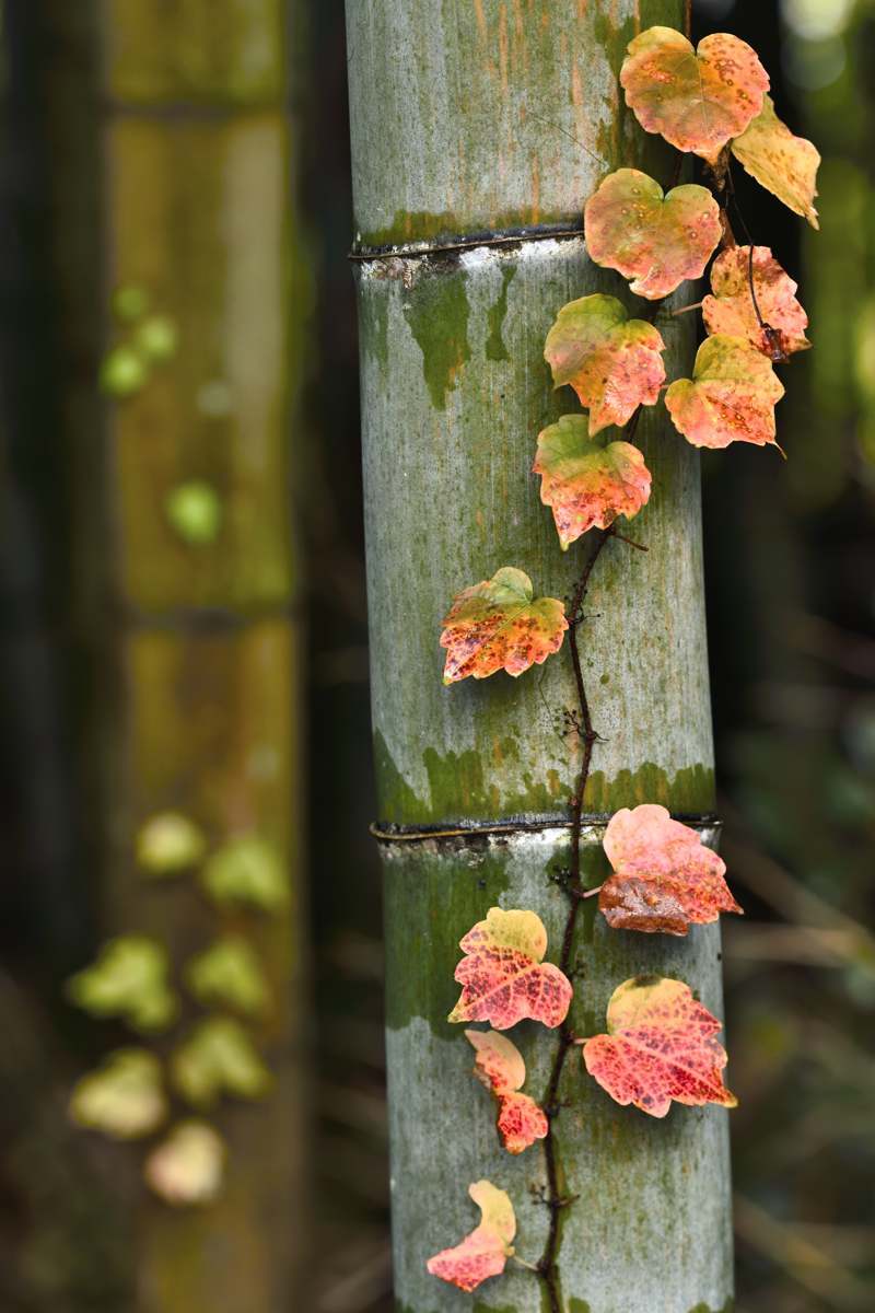 紅葉 Ⅸ 　　　　　　　兵庫県_d0286954_07185901.jpg