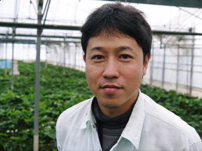 熊本産高級イチゴ 平成27年度の予約発売スタート!!(さがほのか編)_a0254656_1812021.jpg