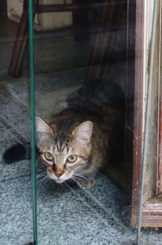 尾道・鞆の浦旅行（３）尾道猫_b0063958_20304580.jpg