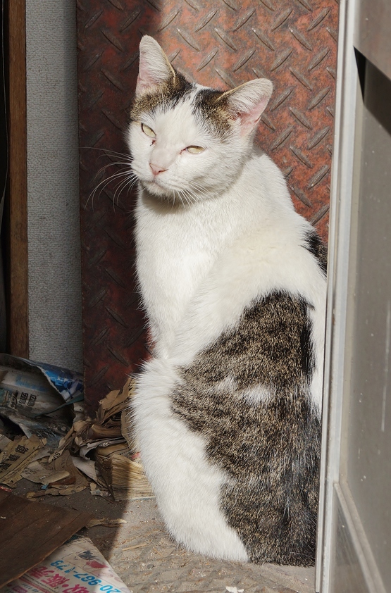 尾道・鞆の浦旅行（３）尾道猫_b0063958_20312516.jpg