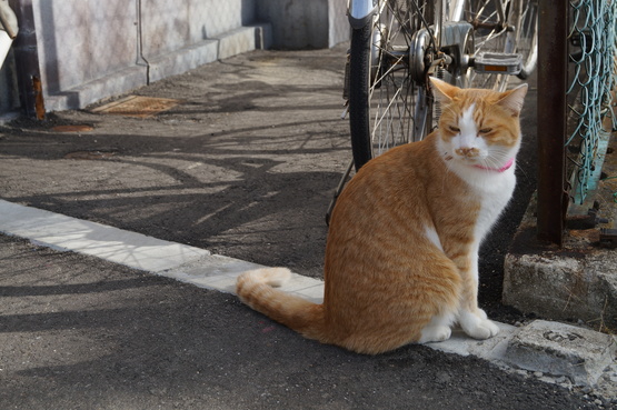 尾道・鞆の浦旅行（３）尾道猫_b0063958_2032153.jpg
