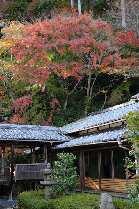 紅葉2015　　　善峯寺　　　　　　　　　　　　　　　　　_f0021869_22283094.jpg