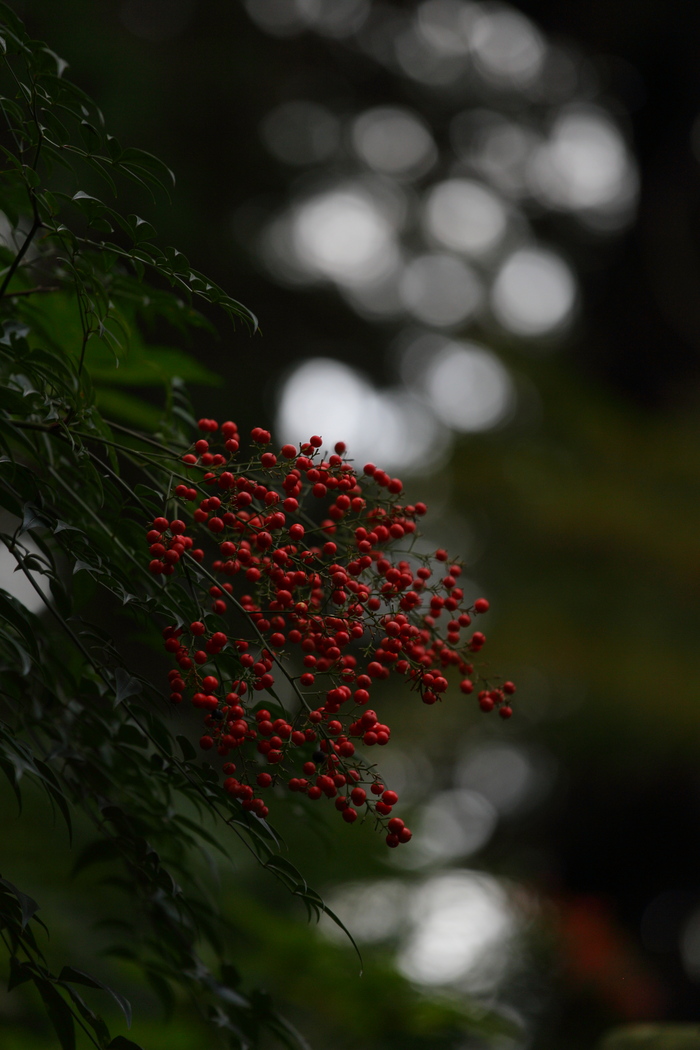 紅葉2015　　　善峯寺　　　　　　　　　　　　　　　　　_f0021869_2235488.jpg