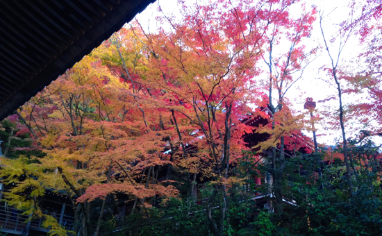 紅葉の京都へ　　永観堂〜高台寺_f0052869_036612.jpg