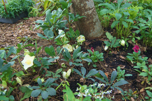 e0181373_2010563.jpg