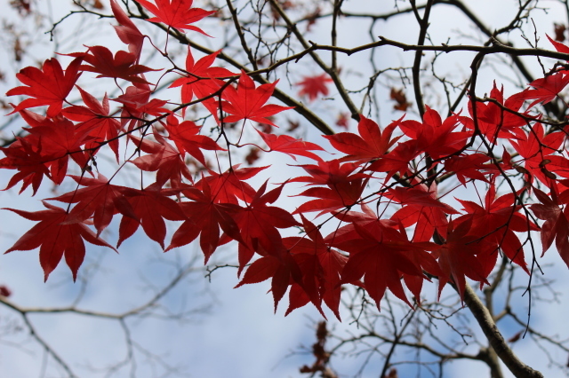 紅葉　＠昭和記念公園　その２_a0180279_10023998.jpg