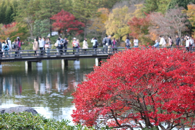 紅葉　＠昭和記念公園　その２_a0180279_10052534.jpg