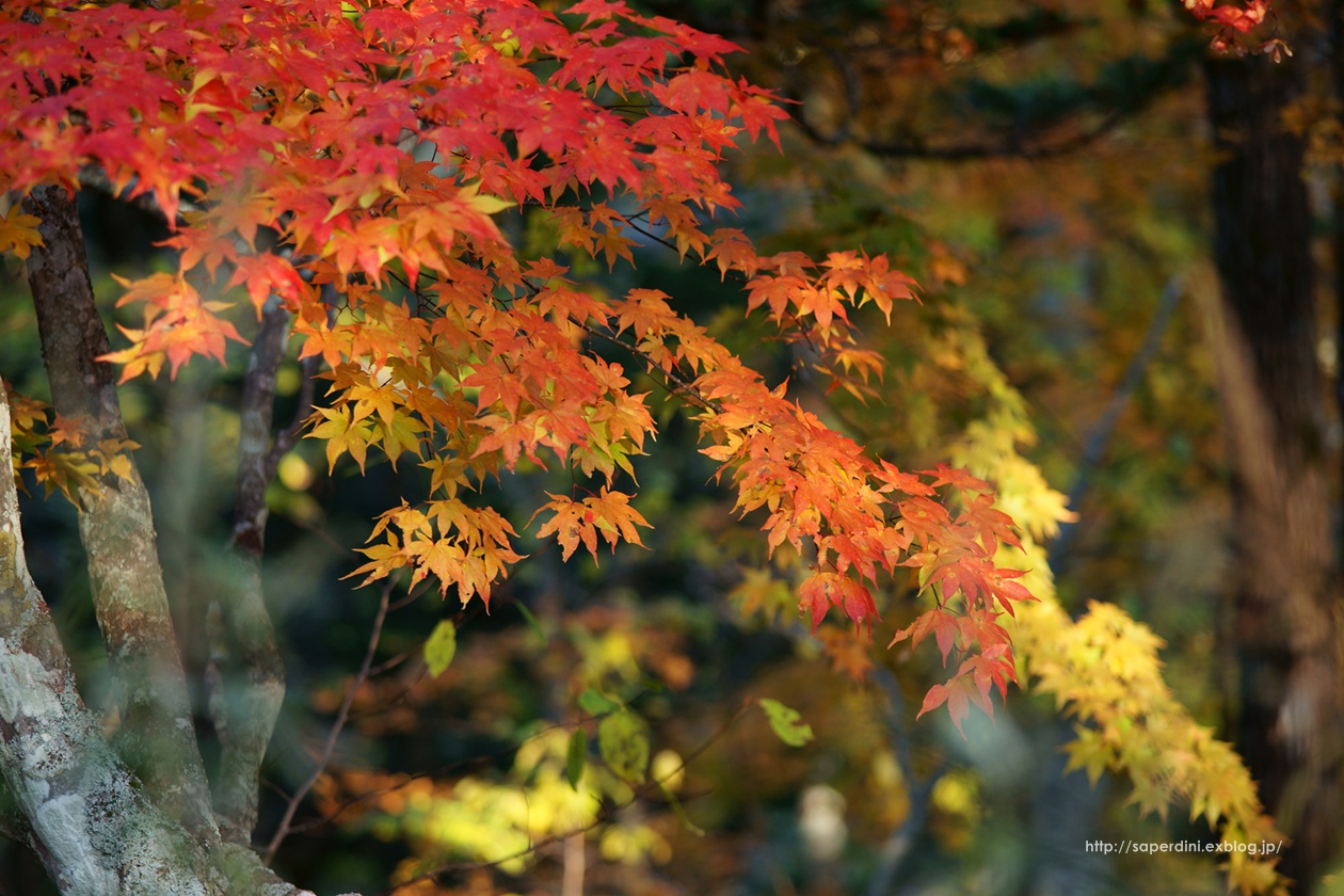 Autumn leaves…_f0242684_21372486.jpg