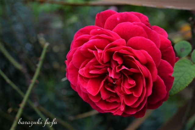 美しい赤い薔薇 バラ好き夫婦のガーデン日記 美しい赤い薔薇 バラ好き夫婦のガーデン日記