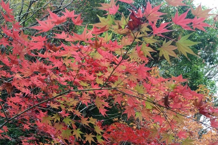 湖東三山と近江八幡(4)永源寺_c0013687_2255086.jpg