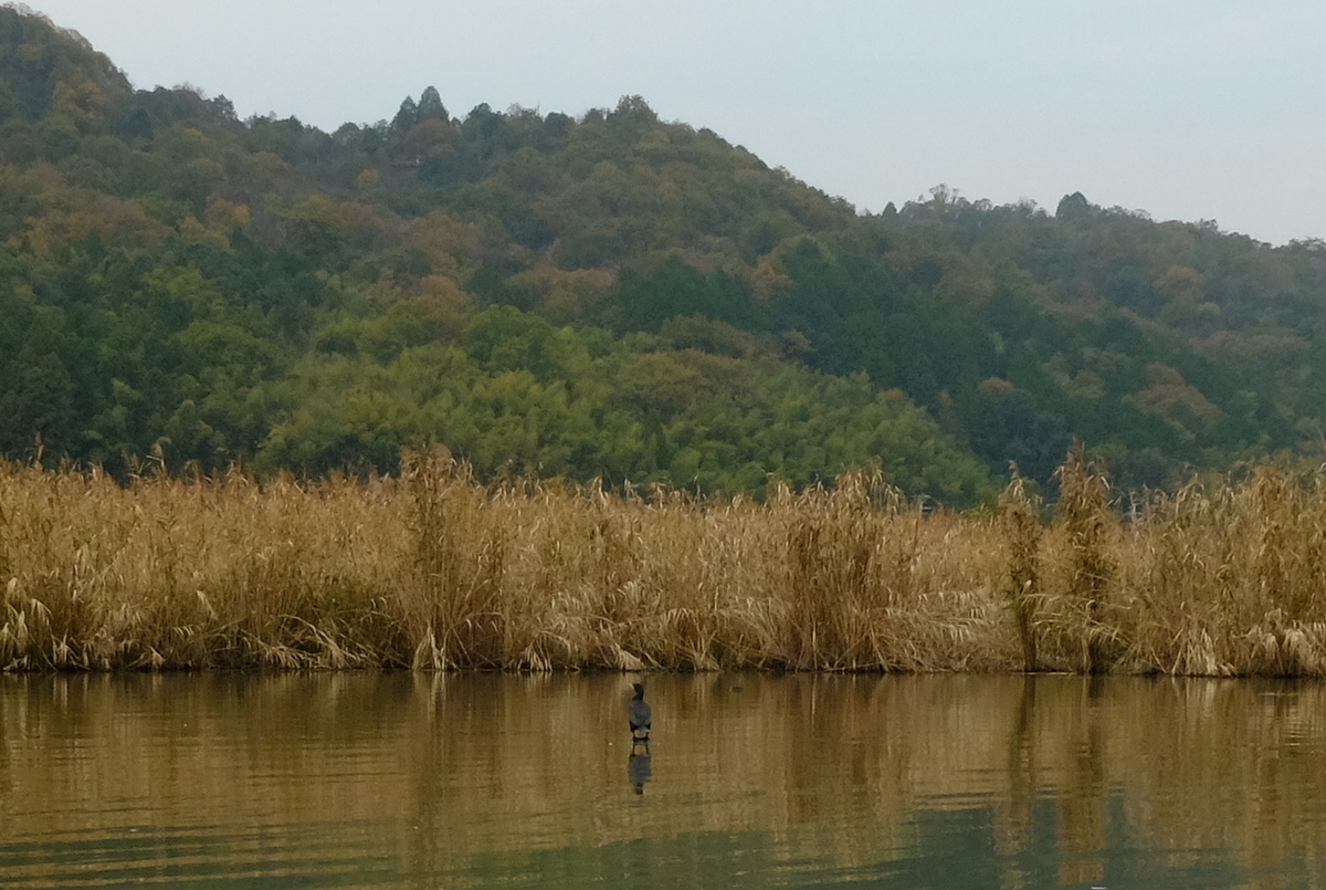 湖東三山と近江八幡(6)水郷めぐり_c0013687_23382328.jpg