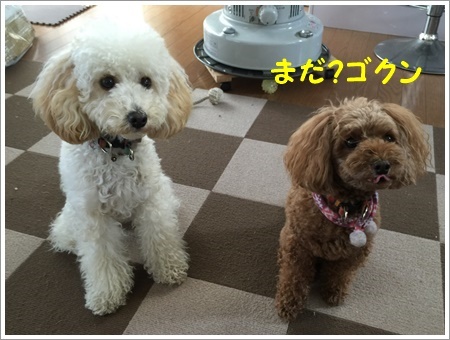 留守中のごはん作り、と言っても2わんずのだけどね~(*⌒∇⌒*)テヘ♪_b0175688_20380339.jpg