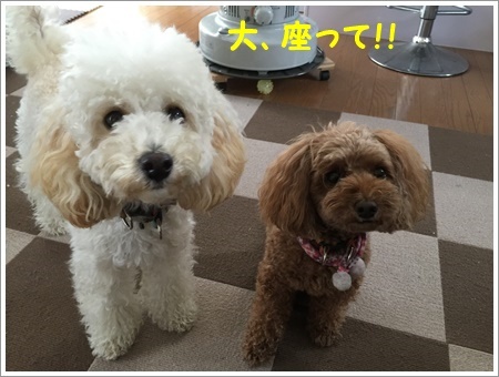 留守中のごはん作り、と言っても2わんずのだけどね~(*⌒∇⌒*)テヘ♪_b0175688_20380518.jpg