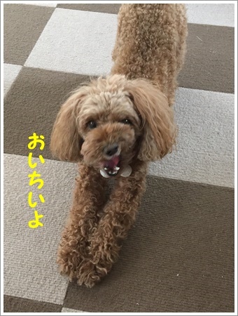 留守中のごはん作り、と言っても2わんずのだけどね~(*⌒∇⌒*)テヘ♪_b0175688_20381180.jpg