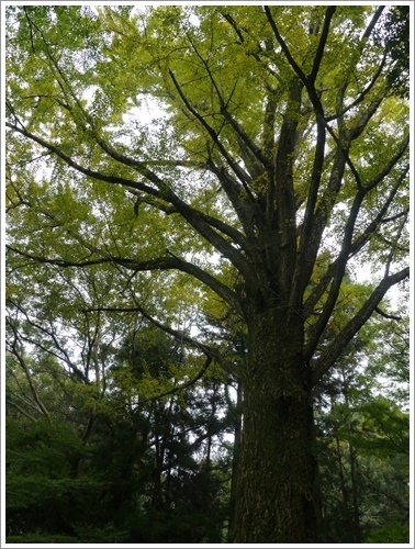 国東半島へ紅葉狩り その3 千燈寺跡_b0175688_22353119.jpg