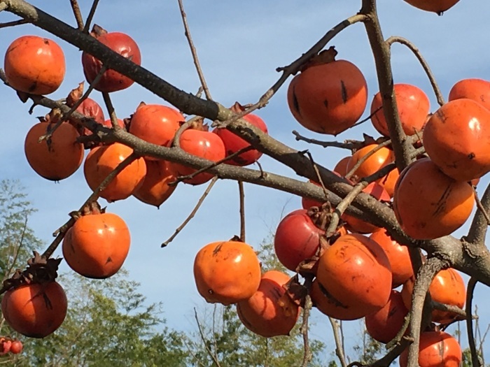 柿の実 Leftover Persimmons_f0268294_20082195.jpg